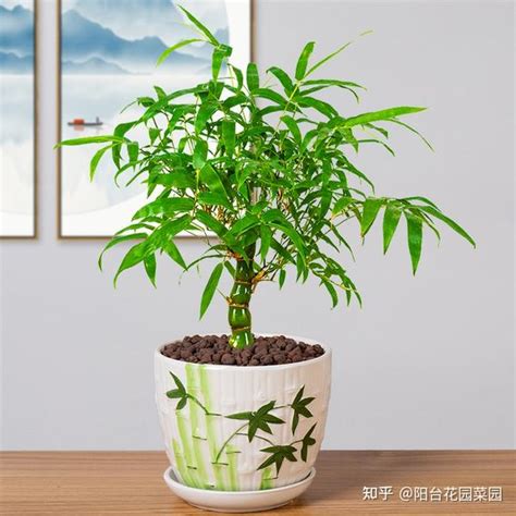 節節高升竹子|家中养“5种竹”，富贵不俗，护家祥瑞，好日子节节高。